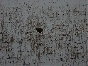 Migrate Prints: American Bald Eagles During Winter Migration in Missouri