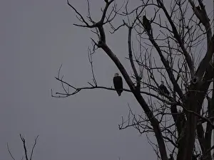 Migrate Prints: American Bald Eagles During Winter Migration in Missouri