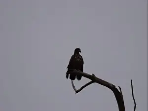 Migrate Prints: American Bald Eagles During Winter Migration in Missouri