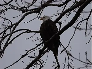 Bluffs Prints: American Bald Eagles During Winter Migration in Missouri