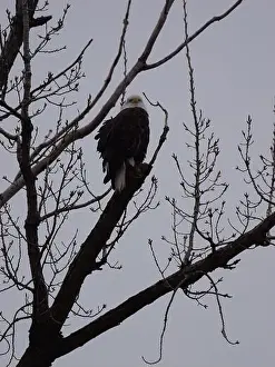 Bluffs Prints: American Bald Eagles During Winter Migration in Missouri