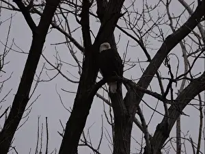 Bluffs Prints: American Bald Eagles During Winter Migration in Missouri