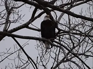 Bluffs Prints: American Bald Eagles During Winter Migration in Missouri