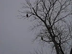 Bluffs Prints: American Bald Eagles During Winter Migration in Missouri
