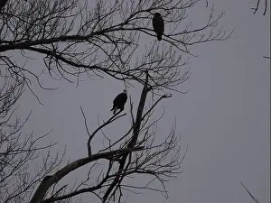 Bluffs Prints: American Bald Eagles During Winter Migration in Missouri