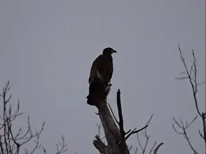 Bluffs Prints: American Bald Eagles During Winter Migration in Missouri