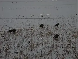 Bluffs Prints: American Bald Eagles During Winter Migration in Missouri