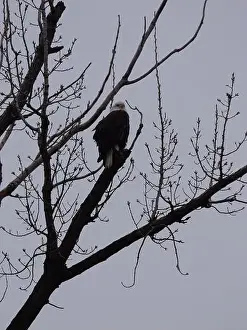 Bluffs Prints: American Bald Eagles During Winter Migration in Missouri
