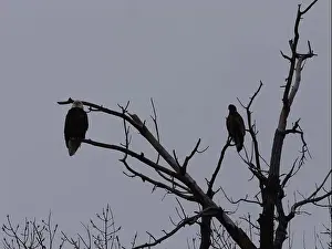 Bluffs Prints: American Bald Eagles During Winter Migration in Missouri