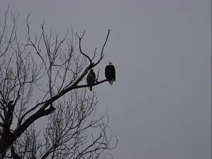 Bluffs Prints: American Bald Eagles During Winter Migration in Missouri
