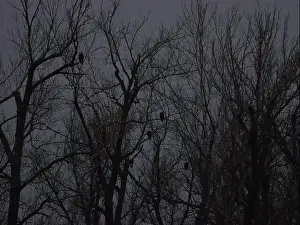 Bluffs Prints: American Bald Eagles During Winter Migration in Missouri