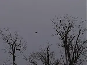 Bluffs Prints: American Bald Eagles During Winter Migration in Missouri