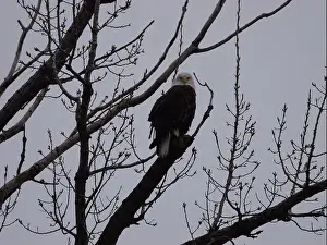 Bluffs Prints: American Bald Eagles During Winter Migration in Missouri
