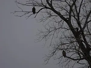 Hunters Prints: American Bald Eagles During Winter Migration in Missouri