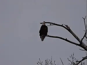 Hunters Prints: American Bald Eagles During Winter Migration in Missouri