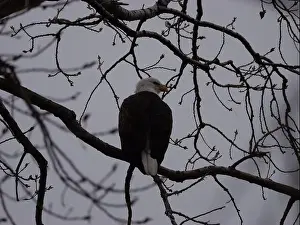 Hunters Prints: American Bald Eagles During Winter Migration in Missouri