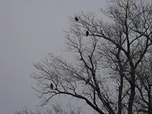 Hunters Prints: American Bald Eagles During Winter Migration in Missouri