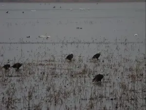 Hunters Prints: American Bald Eagles During Winter Migration in Missouri
