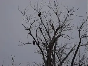 Hunters Prints: American Bald Eagles During Winter Migration in Missouri