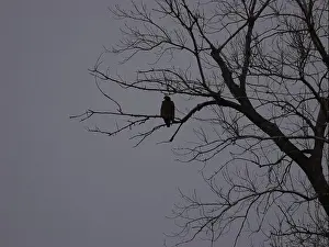 Hunters Prints: American Bald Eagles During Winter Migration in Missouri