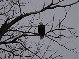 Hunters Prints: American Bald Eagles During Winter Migration in Missouri