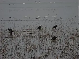 Hunters Prints: American Bald Eagles During Winter Migration in Missouri