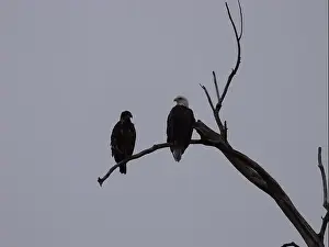 Hunters Prints: American Bald Eagles During Winter Migration in Missouri