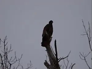 Hunters Prints: American Bald Eagles During Winter Migration in Missouri
