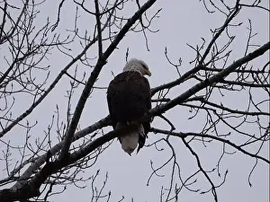 Hunters Prints: American Bald Eagles During Winter Migration in Missouri