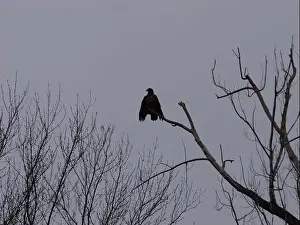 Hunters Prints: American Bald Eagles During Winter Migration in Missouri