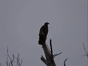Hunters Prints: American Bald Eagles During Winter Migration in Missouri