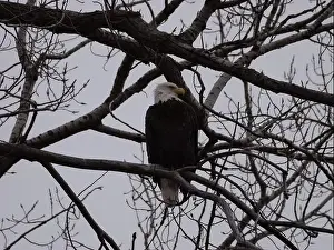 Hunters Prints: American Bald Eagles During Winter Migration in Missouri