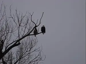 Hunters Prints: American Bald Eagles During Winter Migration in Missouri