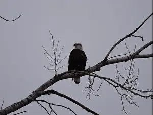 Hunters Prints: American Bald Eagles During Winter Migration in Missouri