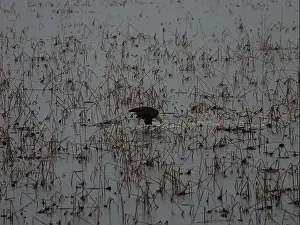 Hunters Prints: American Bald Eagles During Winter Migration in Missouri