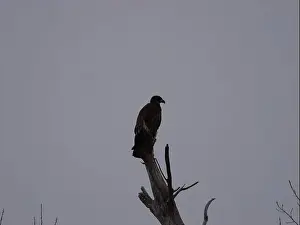 Hunters Prints: American Bald Eagles During Winter Migration in Missouri