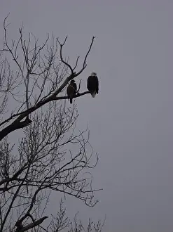 Hunters Prints: American Bald Eagles During Winter Migration in Missouri