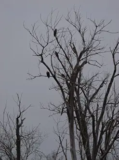Hunters Prints: American Bald Eagles During Winter Migration in Missouri