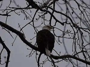 Hunters Prints: American Bald Eagles During Winter Migration in Missouri