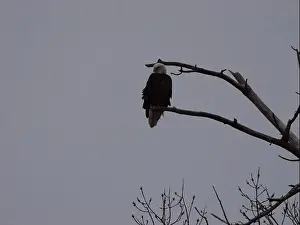 Hunters Prints: American Bald Eagles During Winter Migration in Missouri