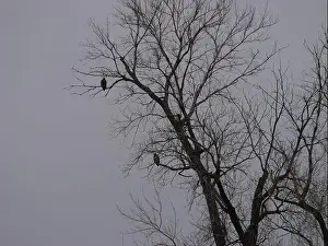 Hunters Prints: American Bald Eagles During Winter Migration in Missouri