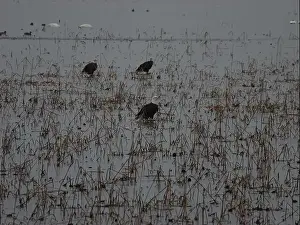 Hunters Prints: American Bald Eagles During Winter Migration in Missouri