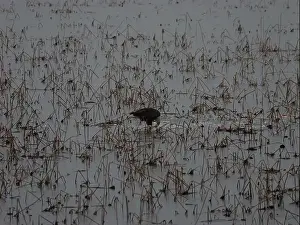 Hunters Prints: American Bald Eagles During Winter Migration in Missouri