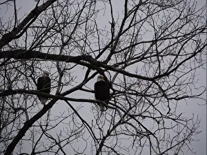 Hunters Prints: American Bald Eagles During Winter Migration in Missouri