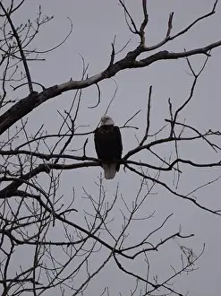 Hunters Prints: American Bald Eagles During Winter Migration in Missouri