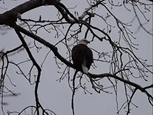 Hunters Prints: American Bald Eagles During Winter Migration in Missouri