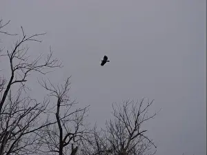 Hunters Prints: American Bald Eagles During Winter Migration in Missouri
