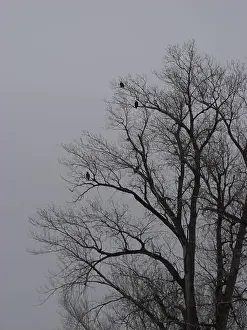Hunters Prints: American Bald Eagles During Winter Migration in Missouri