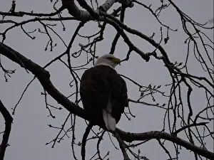 Hunters Prints: American Bald Eagles During Winter Migration in Missouri