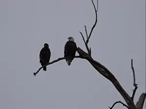 Hunters Prints: American Bald Eagles During Winter Migration in Missouri